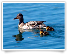 wildlife Red Lake Balmertown